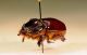 stack scarab01.jpg
