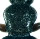 Lesteva (s.str.)longoelytrata (Goeze, 1777).jpg