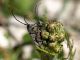 Musaria_Campo_Felice_8-VI-2009_OL16.JPG