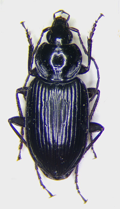 Agonum hypocrita m.jpg