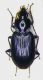 Agonum hypocrita f.jpg