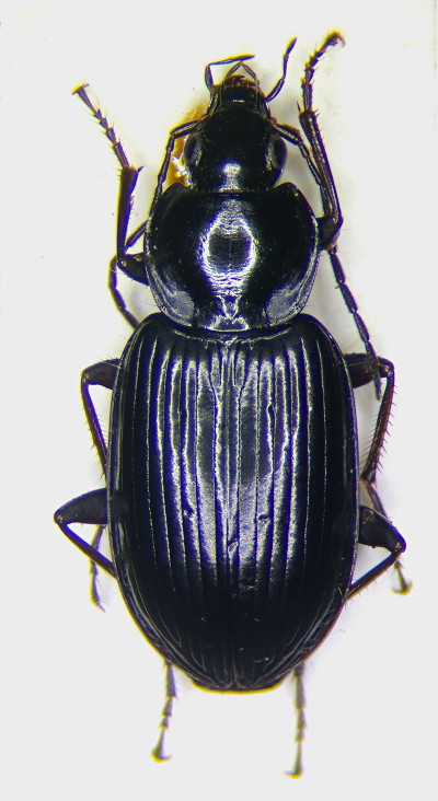 Agonum hypocrita f.jpg