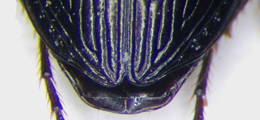 Agonum hypocrita apice.jpg