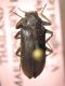 IMG_6475 Elmidae.JPG