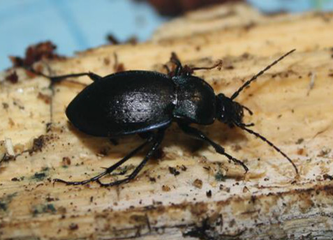 Carabus sp..jpg