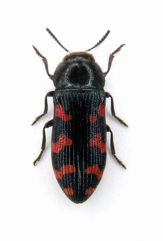 Acmaodera sp.-Greece-peloponneso-Sparti, Mistras, 450 mt.-04-VI-2007 Legit Leonida Grazioli.JPG