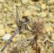 libellula_2.jpg