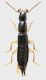 Staphylinidae_Settebagni_25-XI-2013_01_5,6mm_grey.jpg