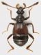 Pselaphinae_Settebagni_25-XI-2013_01_2,3mm_grey.jpg