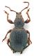 Comb1208_24crc.jpg