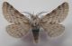 crostis 016 L. alpina maschio.jpg