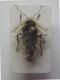 crostis 020 L. alpina femmina.jpg
