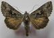 crostis 012 Syngrapha interrogationis.jpg
