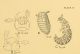 Scydmaenidae-larva.jpg