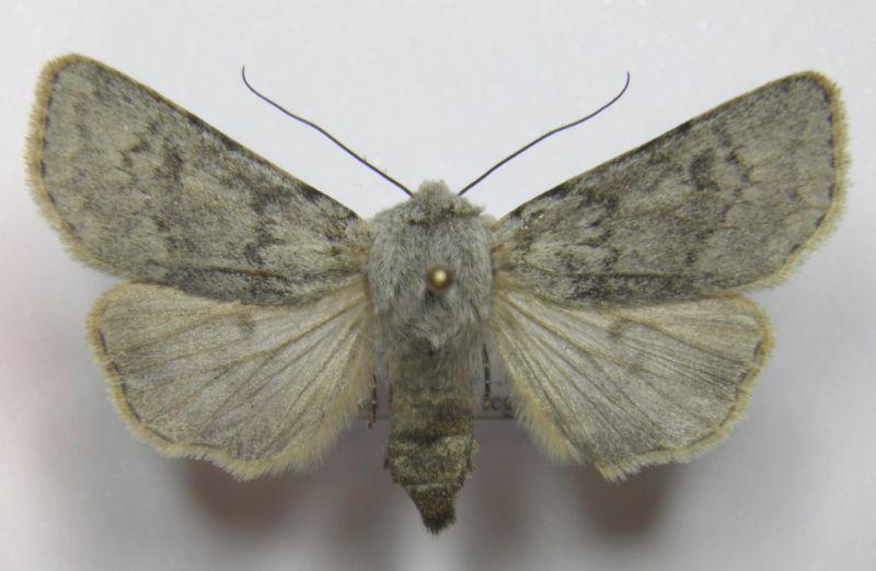 A. simplonica copia.jpg