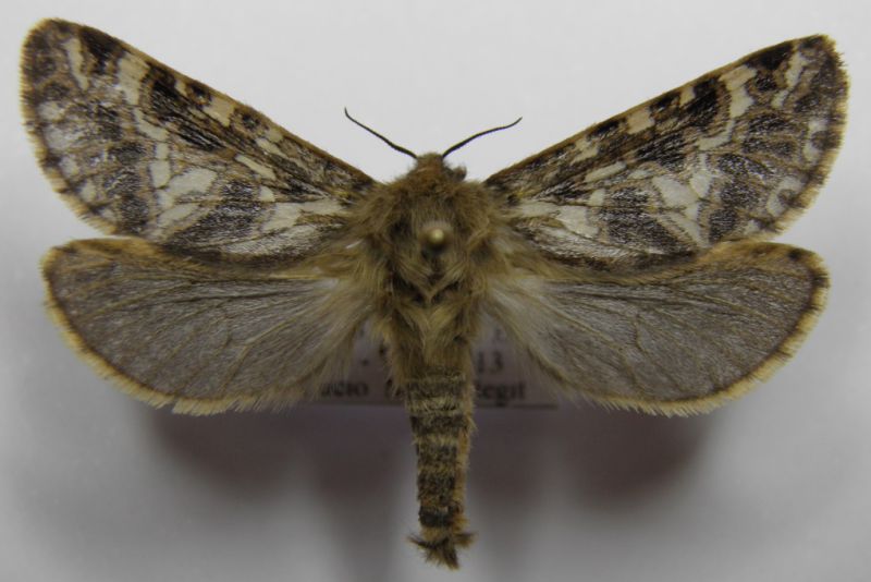 H. carna copia.jpg