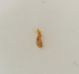 Bibloplectus 1b Porporana 1mm.JPG