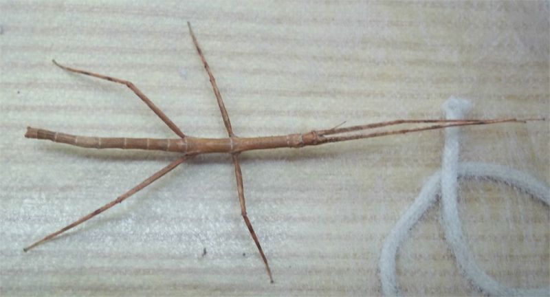 phasmatodea.jpg