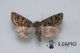 Leucochlaena (Leucochlaena) seposita  ♀ 10262013 CDP.jpg