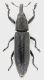 Lixus_Settebagni_25-XI-2013_10,5mm_grey.jpg