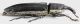 Lixus_Settebagni_25-XI-2013_9mm_grey.jpg