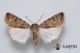 Caradrina (Paradrina) clavipalpis ♂ 11162013 CDP.jpg