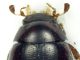 antenne_Cercyon_sp_Roma_10-I-2011_2mm.jpg