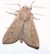 Mythimna unipuncta.jpg