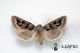 Episema glaucina ♀ 10262013 CDP.jpg