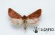 Episema glaucina f tersina ♀ 10262013 CDP cf.jpg