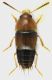 Staphylinidae_Settebagni_25-XI-2013_06_3,5mm_grey.jpg