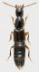 Staphylinidae_Settebagni_25-XI-2013_07_5,7mm_grey.jpg