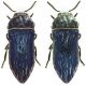 Acmaeoderella_holocyanea.jpg
