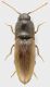 Elateridae_Settebagni_25-XI-2013_8mm_grey.jpg