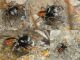 JumpSpider_Kolaj (Medium).jpg
