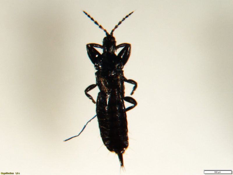 staphylinidae.jpg