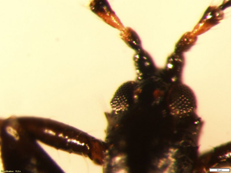 staphylinidae_head_ocelli.jpg