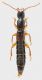 Staphylinidae_Settebagni_25-XI-2013_09_9,7mm_grey.jpg
