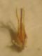 calcaratus A.jpg