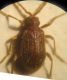 Pilosus 006 A.jpg