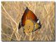 Danaus chrysippus02.jpg