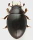 Hydrophilidae_Settebagni_25-XI-2013_2,2mm_grey.jpg