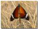Danaus chrysippus03.jpg
