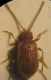 Ptinus tectus 002 A.jpg
