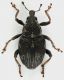 Curculionidae_Settebagni_25-XI-2013_2,7mm_grey.jpg