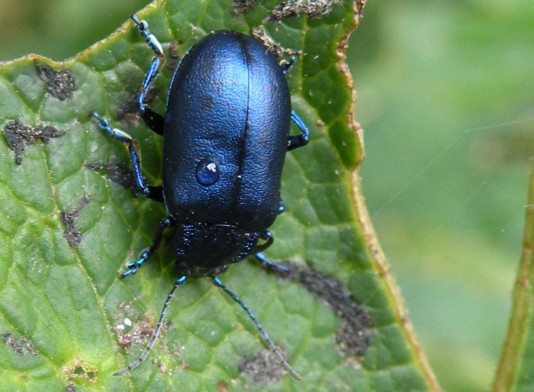 Chrysomelidae Vallesinella TN 11-08-10 112.jpg