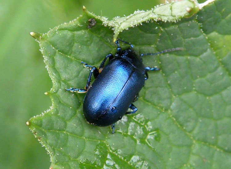 Chrysomelidae Vallesinella TN 11-08-10 113.jpg