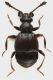 Pselaphinae_Settebagni_25-XI-2013_05_1,6mm_grey.jpg