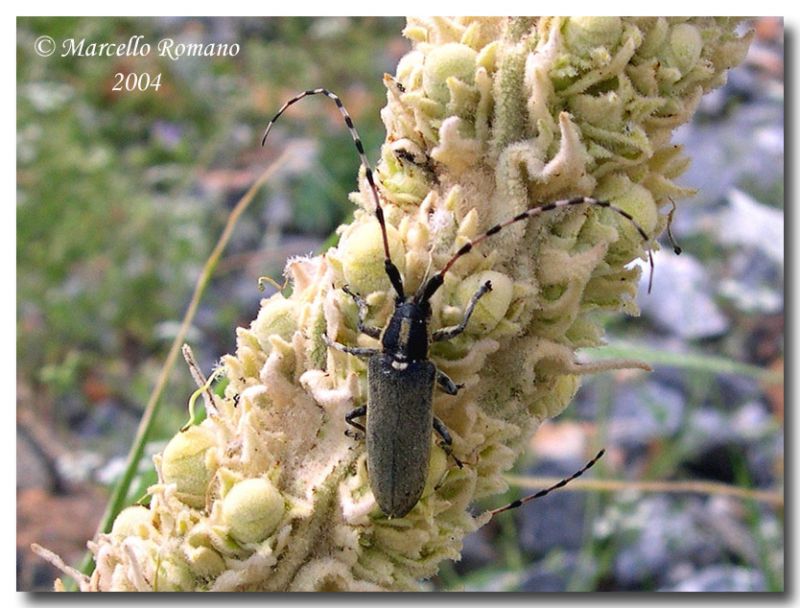 Agapanthia kirbyi, Grecia, Monte Ossa, 1000 m, 1 luglio 2004.jpg