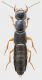 Staphylinidae_Settebagni_25-XI-2013_10_15mm_grey.jpg